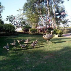 鴨子銅雕，公園動(dòng)物銅雕，園林景觀銅雕